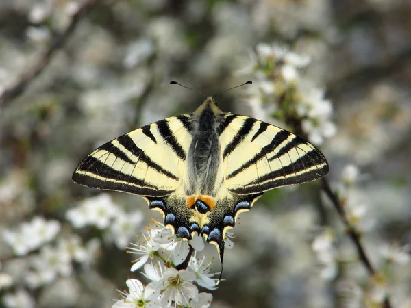 黒と白の蝶の花に休憩 — ストック写真
