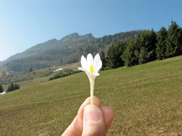 Schneeglöckchen blühen im Frühling in den Bergen — Stockfoto