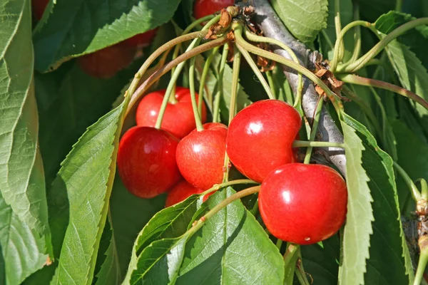 Massa röda och saftiga körsbär med blad på trädet — Stockfoto