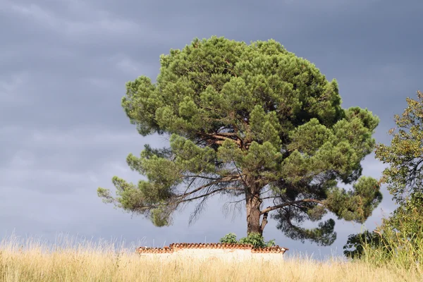 stock image Tree isolated over a hill