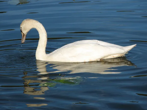 Beautiful swan with wings slightly on the water shall — Stock Photo, Image