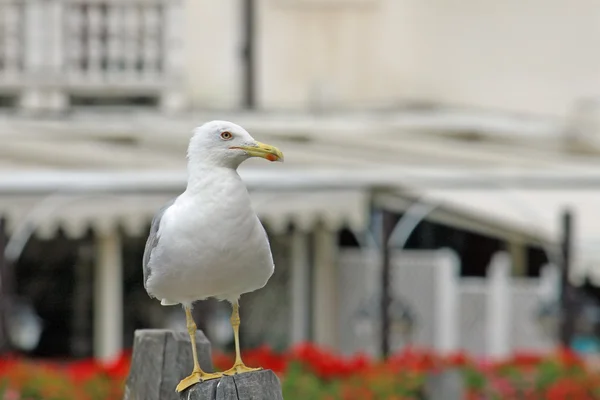 Seagull with yellow beak waiting to stand out in flight — Stock Photo, Image