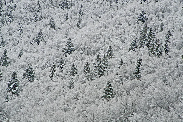 Белоснежные деревья в горах холодной зимой — стоковое фото
