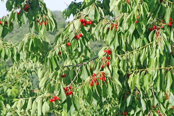 Гілка з зеленим листям і червоними вишнями готова до збору в травні — стокове фото