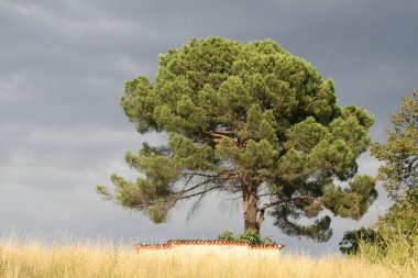 yeşil çam ile buğday sarı dağ üzerine tek başına