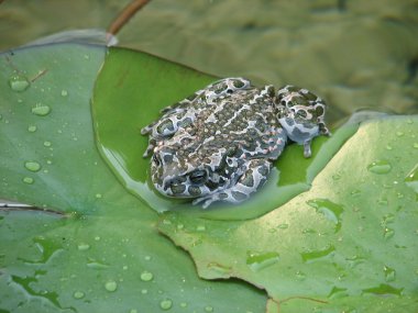 Toad on a large green leaf of the pond clipart