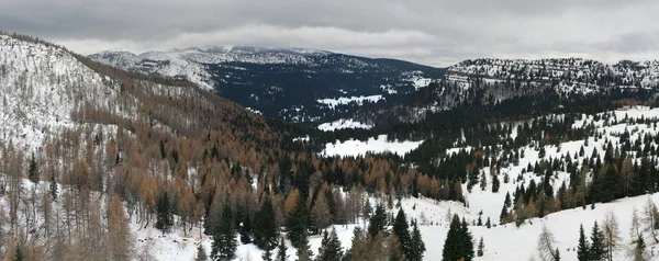 노란색과 녹색 낙 엽 송 나무와 산의 겨울 풍경 — 스톡 사진