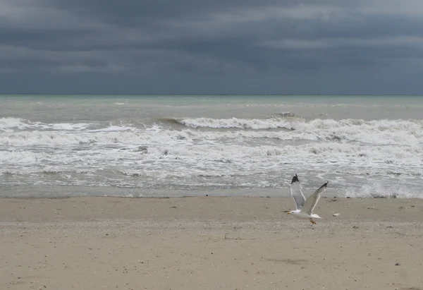 Mewa w locie nad brzegiem oceanu w trakcie burzy pochodzących — Zdjęcie stockowe