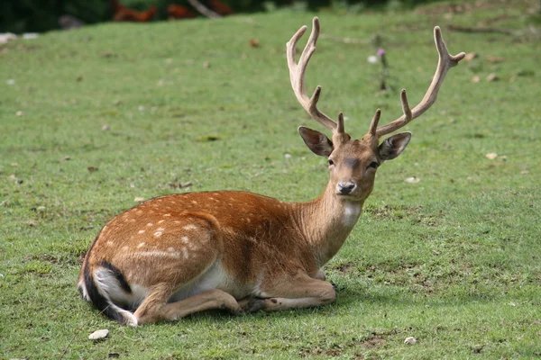 Ciervo con enormes cuernos majestuosos en medio de la hierba verde esperando — Foto de Stock
