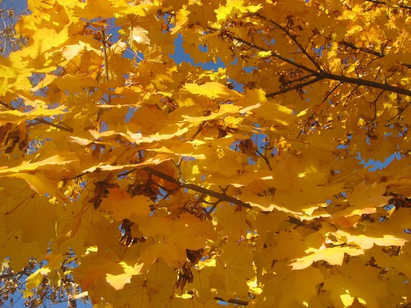 Жовті листя 1 — стокове фото