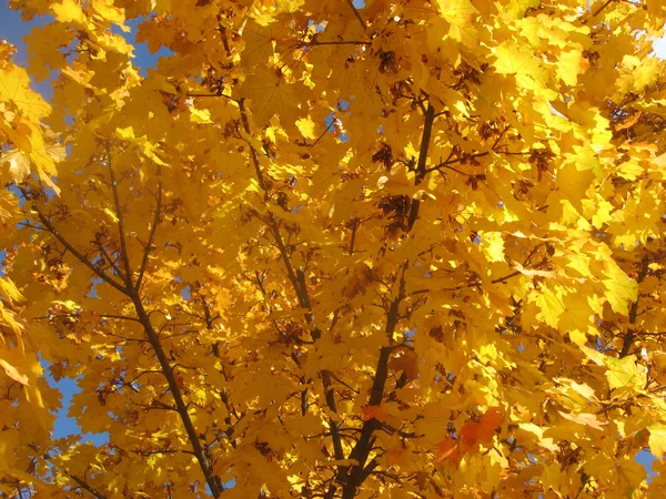 Gelbe Blätter 2 — Stockfoto