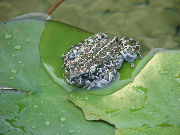 Toad on a large green leaf of the pond