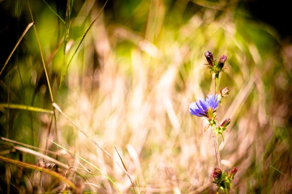 stock image Beautiful blue flower