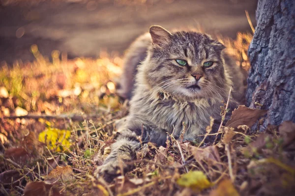 Dorfkatze — Stockfoto