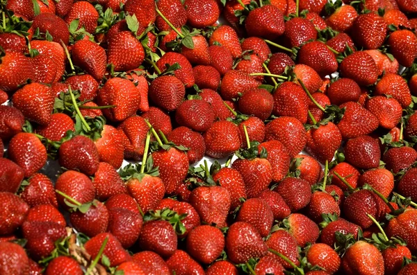 旧金山---草莓生产用 — 图库照片