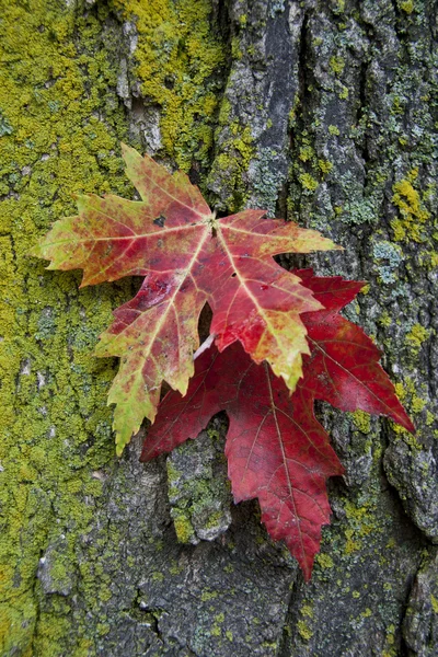 stock image Two leafs on bark