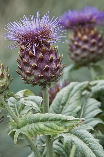 stock image Scotland the braves