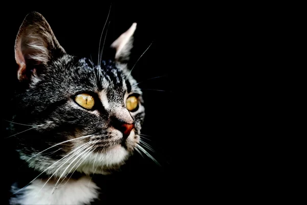 Kočka na černém pozadí — Stock fotografie