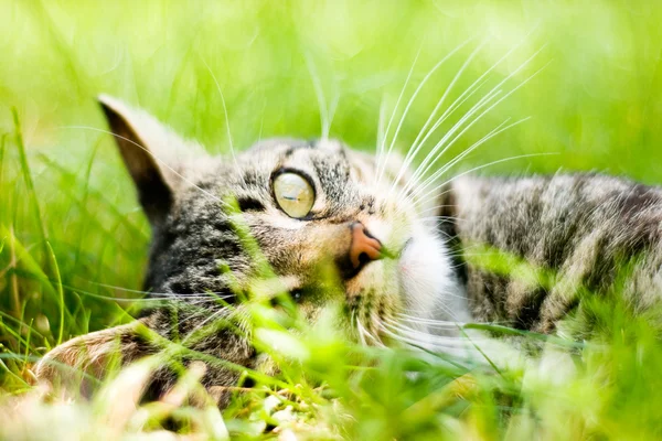 हिरव्या गवत वर मांजर — स्टॉक फोटो, इमेज