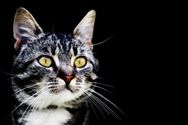 Кот на черном фоне — стоковое фото