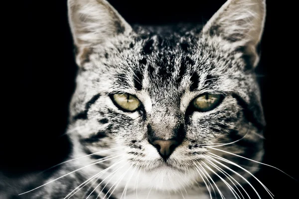 काळ्या पार्श्वभूमीवर मांजर — स्टॉक फोटो, इमेज