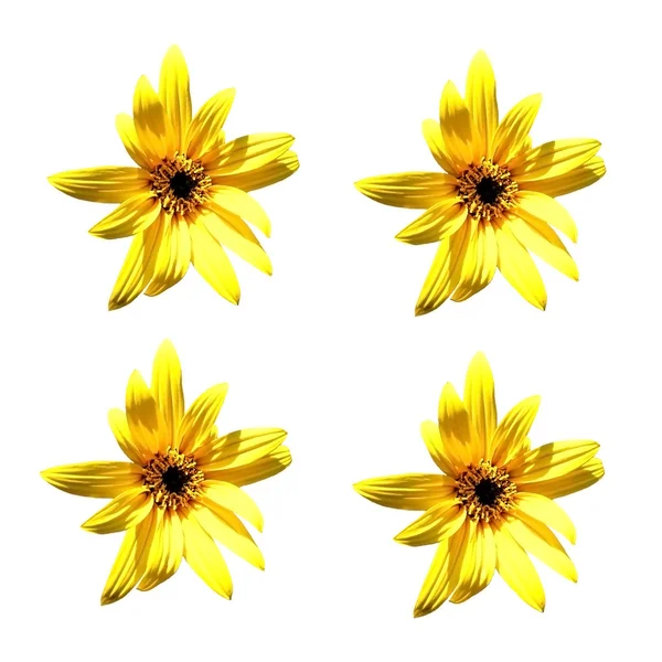 stock image Four yellow flowers