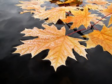 taze sonbahar float su üzerinde bırakır.