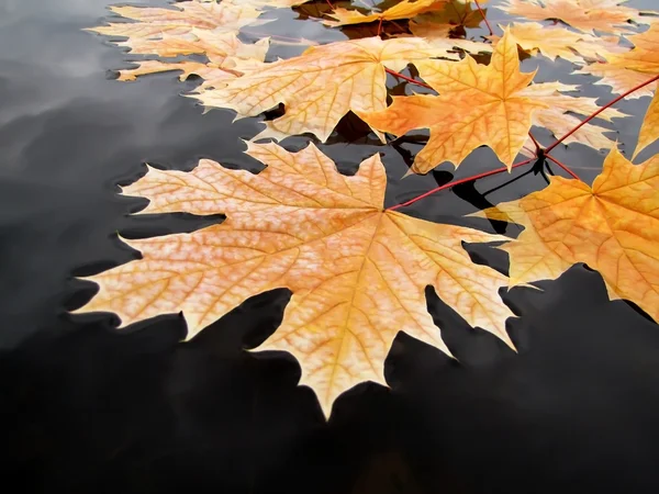 stock image Fresh autumn leaves float on the water