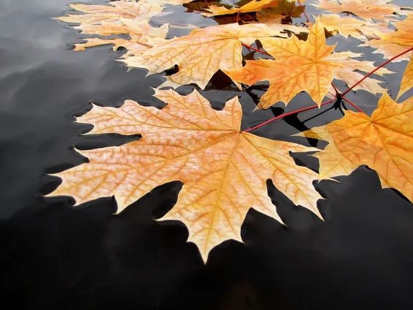 Hojas frescas de otoño flotan en el agua Imagen De Stock