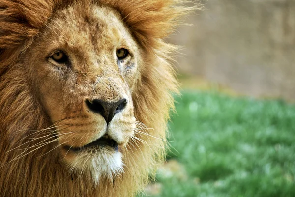 stock image The king of the savannah.