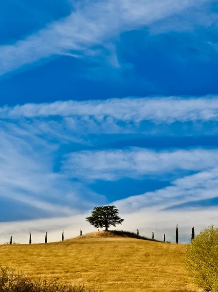 Eenzame boom in Toscaanse velden — Stockfoto