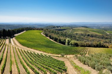 Tuscan vineyards and olive trees clipart