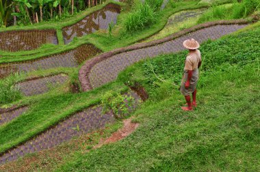 Balinese rice field terrace and farmer clipart