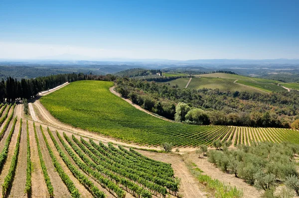 Tuscan üzüm bağları ve zeytin ağaçları — Stok fotoğraf