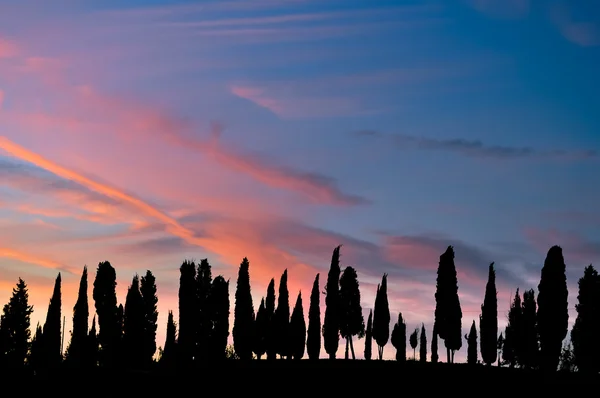 Sylwetki drzew Toskanii na zachodzie słońca — Zdjęcie stockowe
