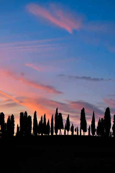 Toscaanse bomen silhouetten bij zonsondergang — Stockfoto