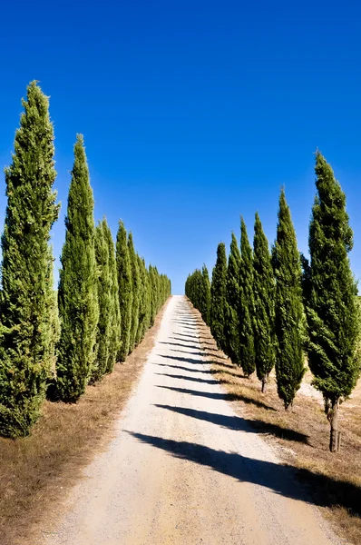 Tuscan cypress road — Stock Photo, Image
