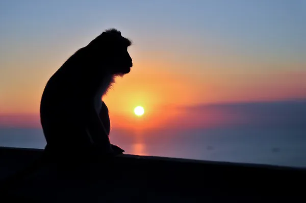 Sitting monkey silhouette at sunset — Stok fotoğraf