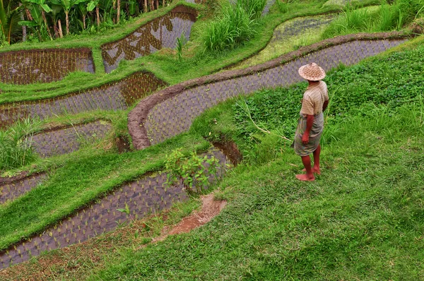 Balijské rýže pole terasa a farmář — Stock fotografie