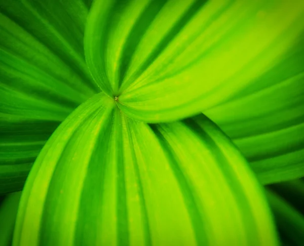 Green big leaves with leading lines