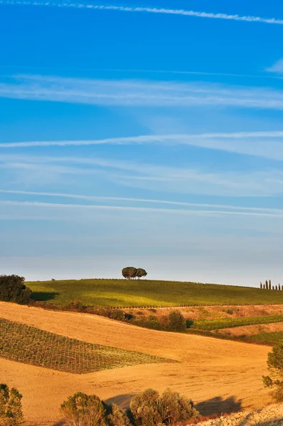Osamělé stromy v toskánské oblasti — Stock fotografie