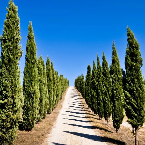 Empty tuscan cypress road — Stock Photo, Image
