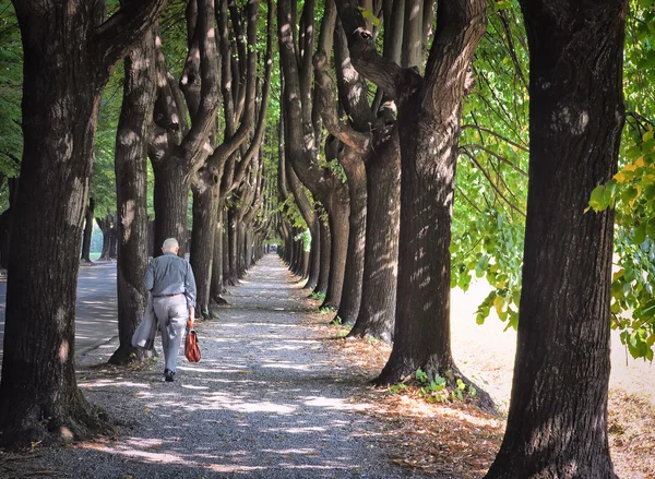 Lonely old businessman in tree alley — Stock Photo, Image