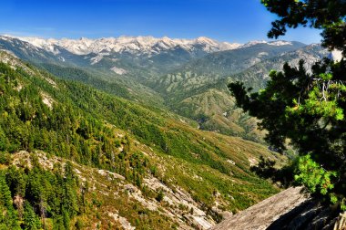 Kings canyon summer landscape with pine tree foreground clipart