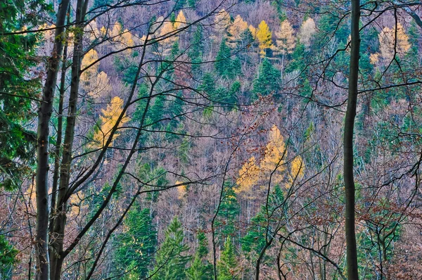 Őszi erdei fák — Stock Fotó