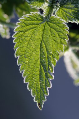 Stinging Nettles clipart