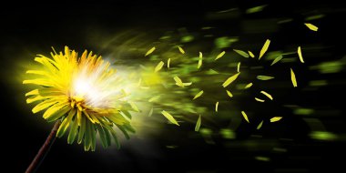 Exploding dandelion clipart