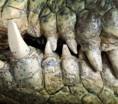 Crocodile tooth clipart