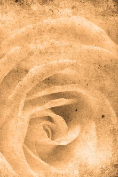 Retro Rose — Stok fotoğraf