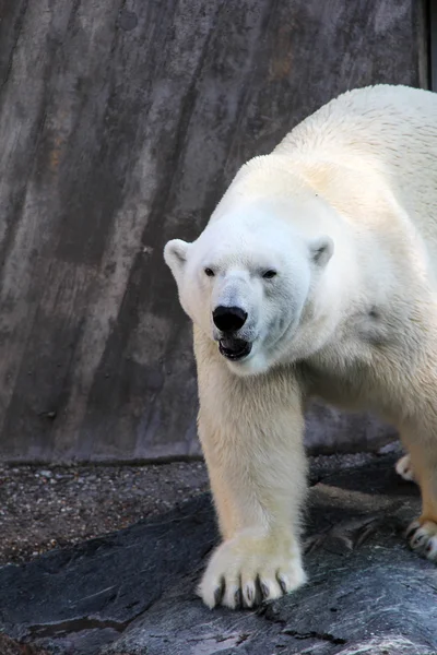 Stock image Ice bear